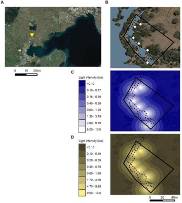 Streetlights Disrupt Night-Time Sleep in Urban Black Swans